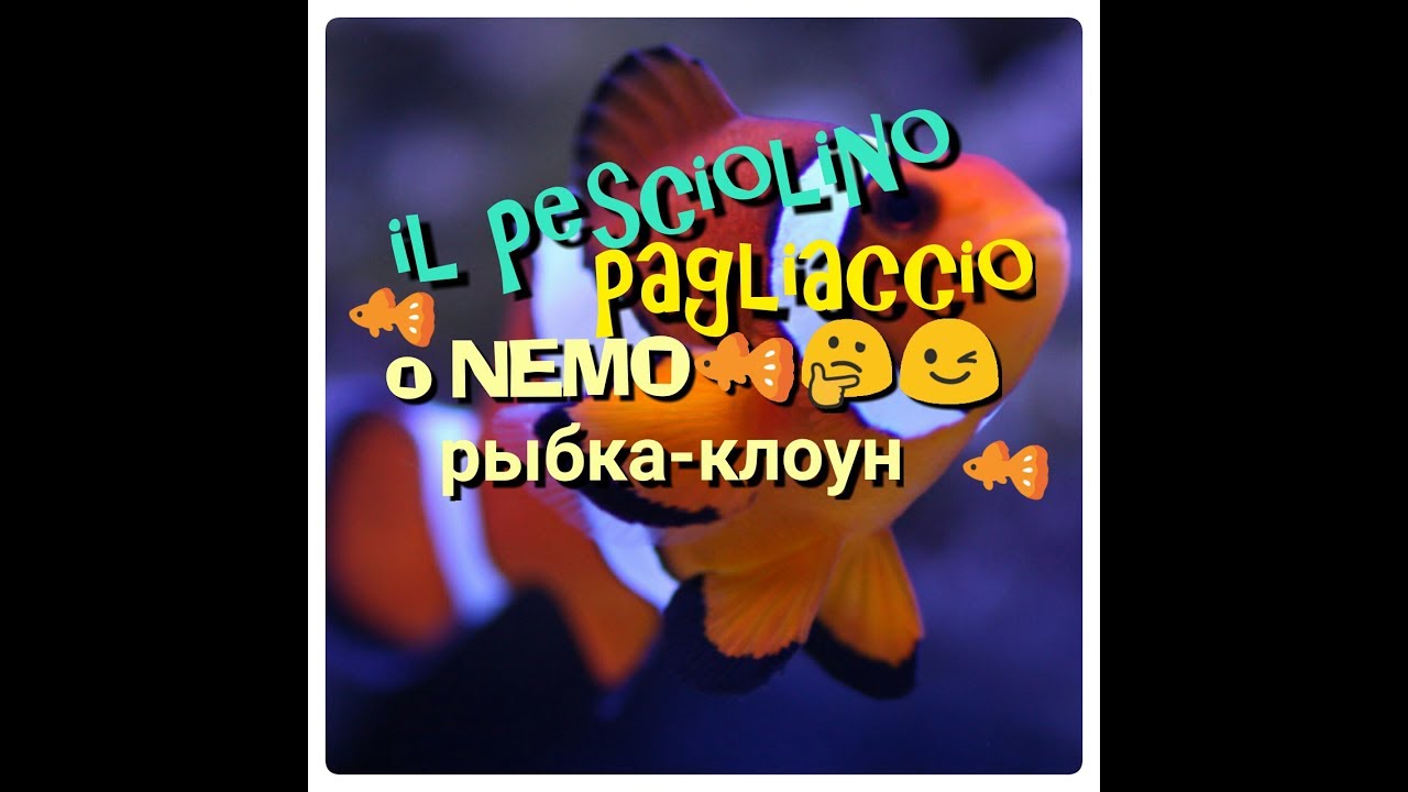 Pesce Pagliaccio O Pesce Nemo Amphprion Rybka Kloun Ili Nemo Youtube