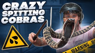 CLOSE CALLS WITH SPITTING COBRAS!