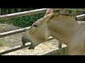 ロバの失恋？鳴き声が切ない（笑）/ 東山動物園　※訂正 ２頭は姉弟のようです