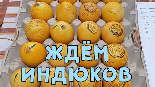 Ждём индюков