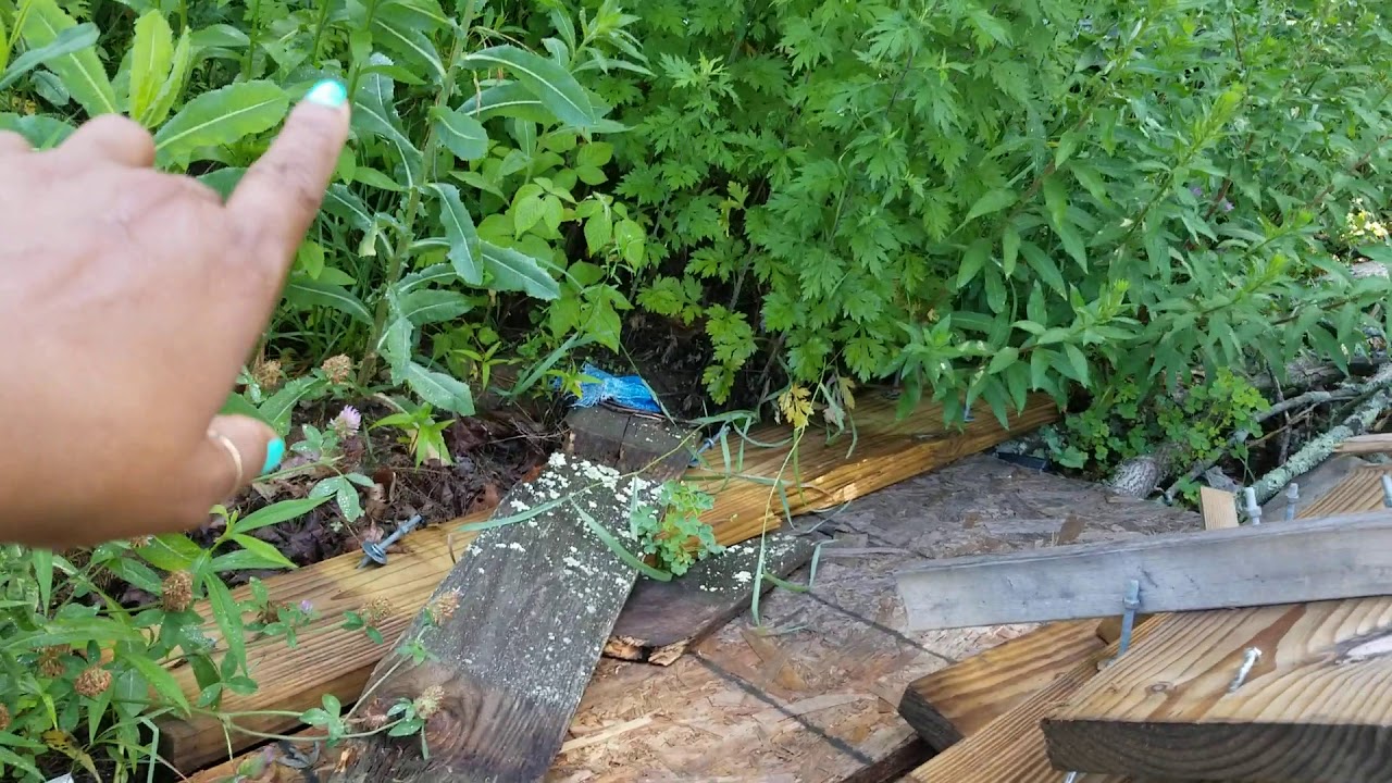 Wild Edible Plants Around my Yard - YouTube