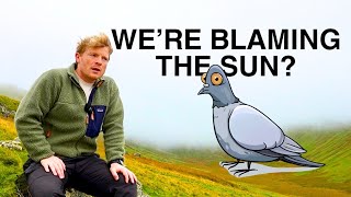 Where did all the pigeons go?