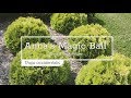 30 seconds with annas magic ball arborvitae