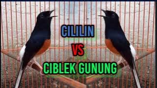 burung murai batu gacor isian cililin vs cigun ciblek gunung