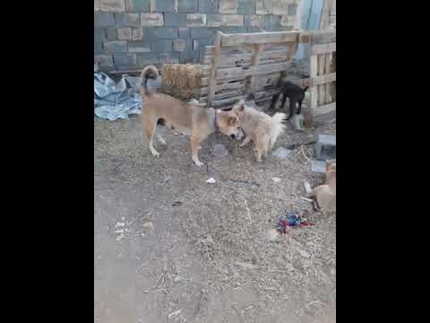 معاشقه برای جفت گیری در بین سگ ها 