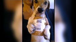 Can Peanut Butter Kill Your Dog?
