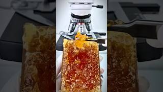 honey under a microscope 🔬#shorts #viral #trending #honey #microscope