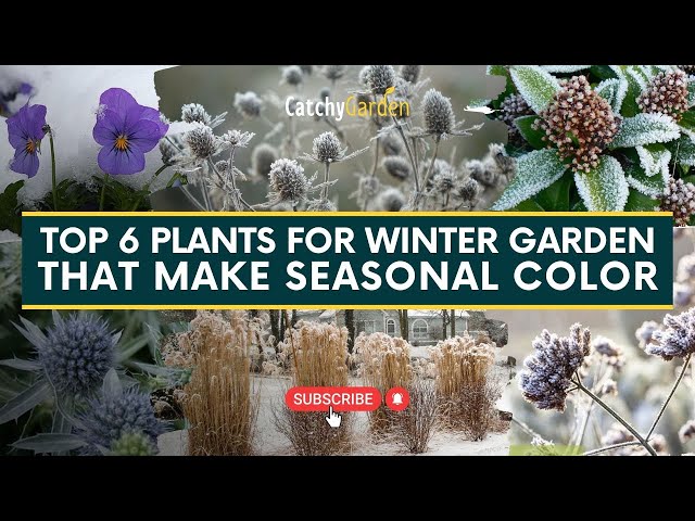 10 Plants that Survive Winter: Winter Garden Dos & Don'ts