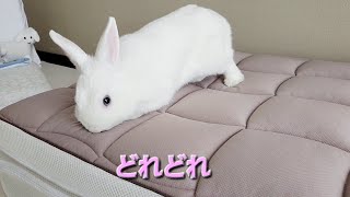 頼りになる うさぎさん - YouTube