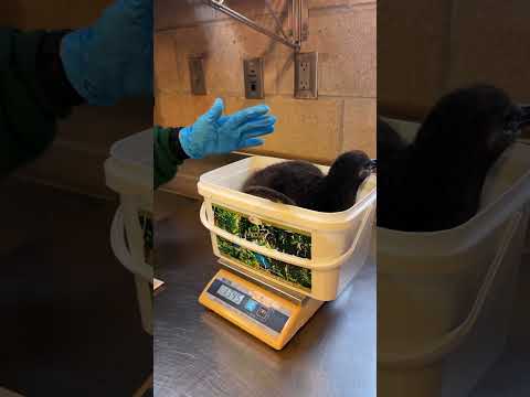 Penguin Chick