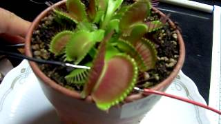 Venus Flytrap closure by electrical stimulus