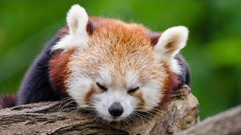 Inside the Secret World of Red Pandas 🐾 | Rare Himalayan Forest Documentary
