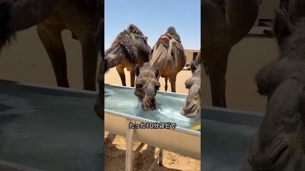 ラクダの秘密