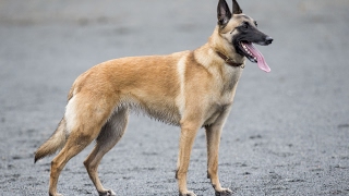 turick malinois