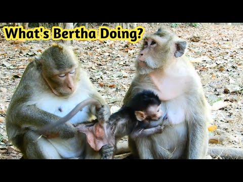 happy monkey münster speisekarte Why Bertha Pull Tail Gino like this,So pity Gino monkey If Cry, Monkey168