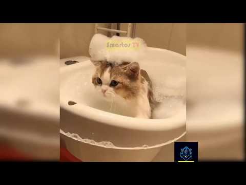 funny-animal-videos-try-not-to-laugh-impossible-clean-#5