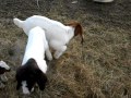 Boer Goats and Kids, Feb. 16, 2011