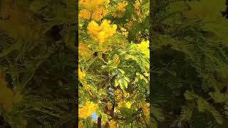 Mimosa Flower #flowers