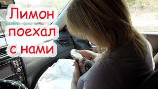 VLOG Овечка не может ходить. Мы в конном клубе.