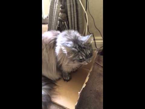 Cat grinding teeth 😿 - YouTube