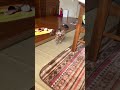 一瞬の斜陽