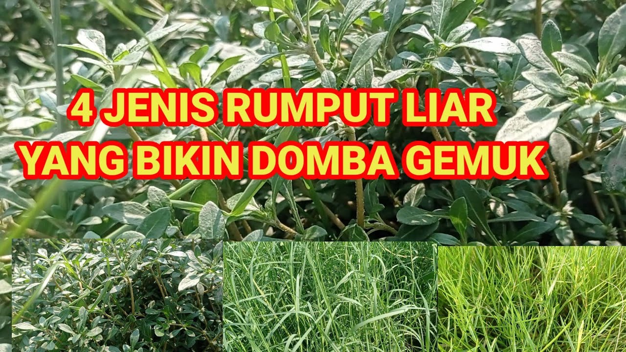 4 Jenis Rumput Liar Ini Bikin Domba Cepat Gemuk! Peternak Wajib Tahu!