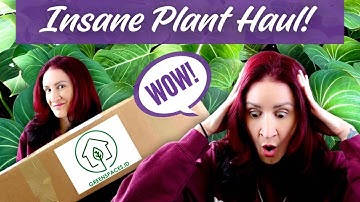 Uitpakken van PRACHTIGE zeldzame planten van Greenspaces.id! | Kamerplanten-aankoop