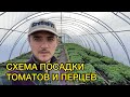 Высадка рассады томатов и перцев в грунт. Как правильно высаживать?