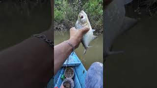 piranha preta 🎣 #fishing #pescacombambu #pescaria #barcopesqueiro