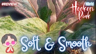 SOFT and SMOOTH PINK..!! | PINK HOOKERI HYBRID