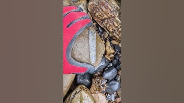 Belemnite Fossil discovered on the beach! 🌊🦑 #fossilhunting #fossils #shorts #coast #rock #beach