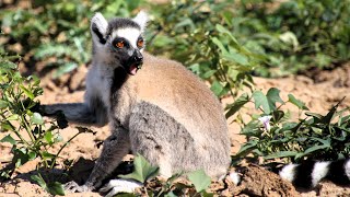 Ring-tailed Lemur Encounters in Southern Madagascar (4K)