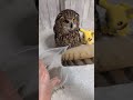 2026年4月に抜けたフクロウの羽根(〇v〇)