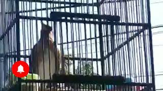 Download Lagu anis kening atau di kenal anis kuning, bersuara merdu MP3