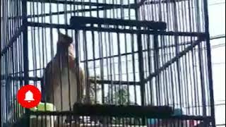 anis kening atau di kenal anis kuning, bersuara merdu