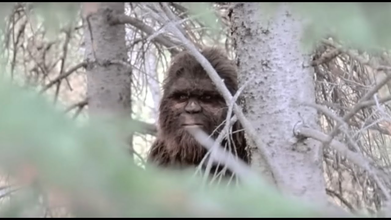Michigan Bigfoot Photo Bounty