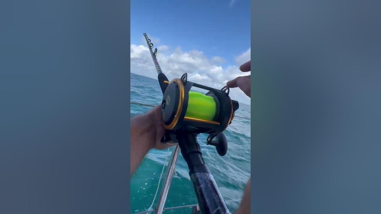 Here Fishy Fishy