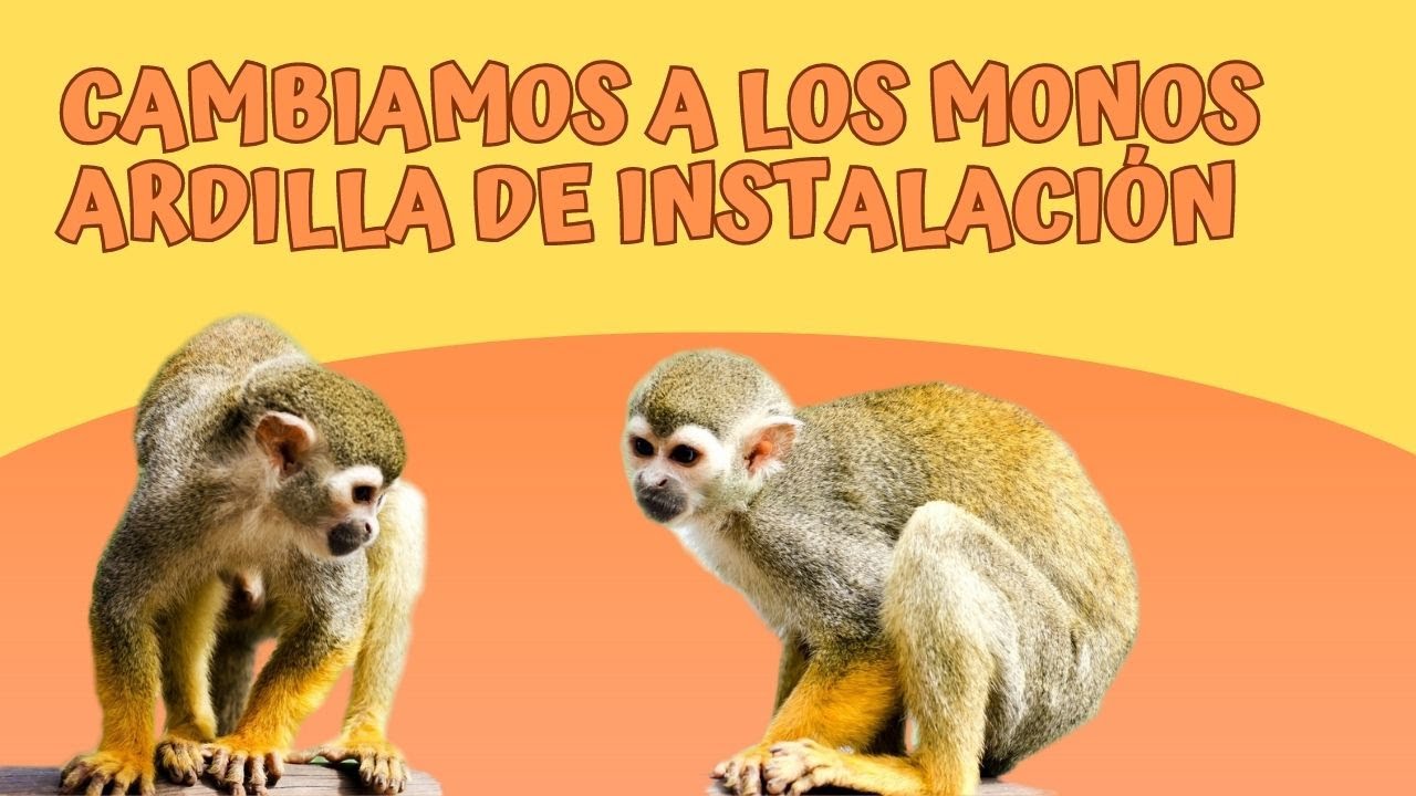 Viviendo en un zoo: ¡Cambiamos a los monos ardilla de instalación! | Zoo de Santillana