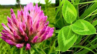 Wild Food Foraging- Red Clover- Plant Protein!