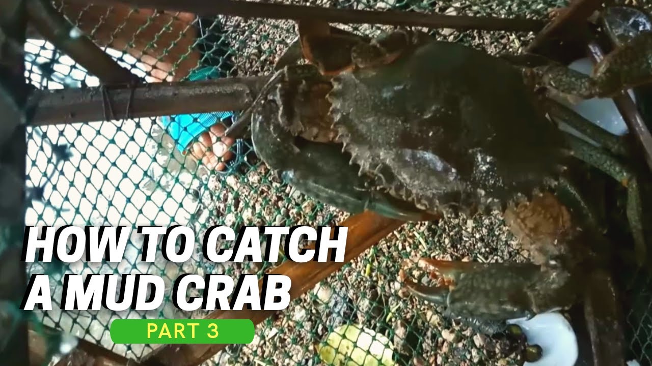 HOW TO CATCH A MUD CRAB, PART 3, TRAP BOX FISH NET