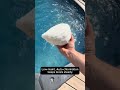 Chlorine water pool Vs. Salt Water Pool | Which is the BEST?