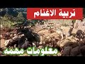 تربية الاغنام في الريف المصري ولقاء مع راعي غنم 