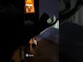 “Creepy Crawlers Projection! The Tabby Cat Loses It”#FunnyPets #CatVsMouse #shots#TabbyCat