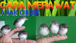 Download Lagu CARA MERAWAT ANAK BURUNG CIBLEK BARU PANEN HINGGA BUNYI MP3