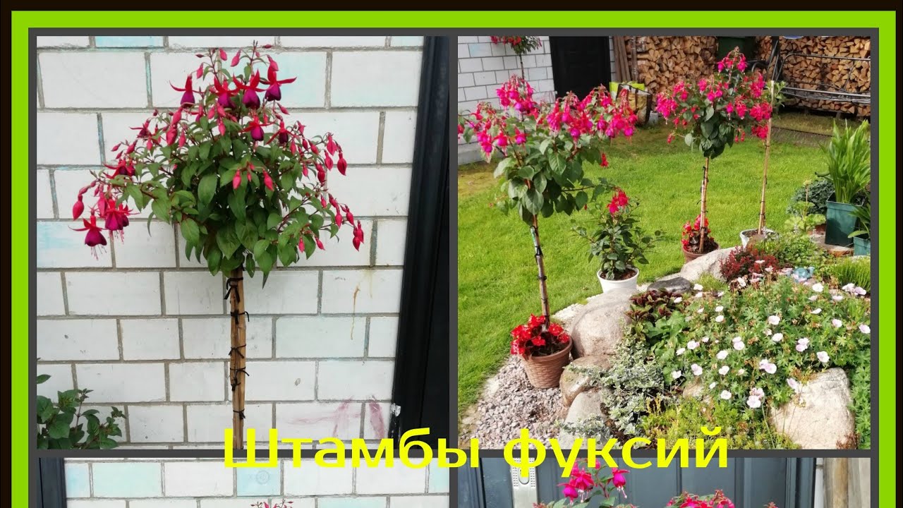 Штамбовые ФУКСИИ продолжаем формировку