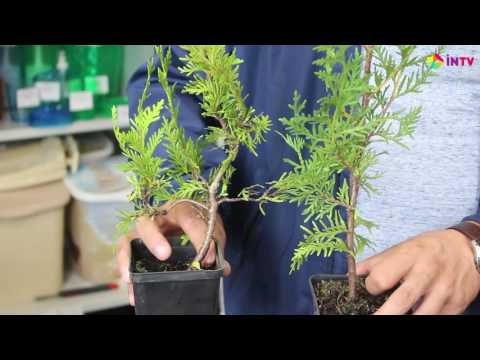 Video: Thuja Hoito