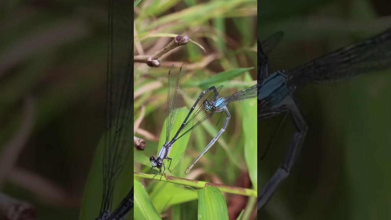 Kinky Damselflies