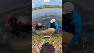 Mancing arapaima menggunakan umpan mujair!