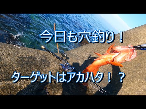 【釣り】今日も穴釣り！ターゲットはアカハタ！？