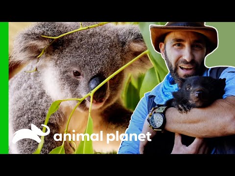 Learn More About Australia’s Marsupials | Animal Planet